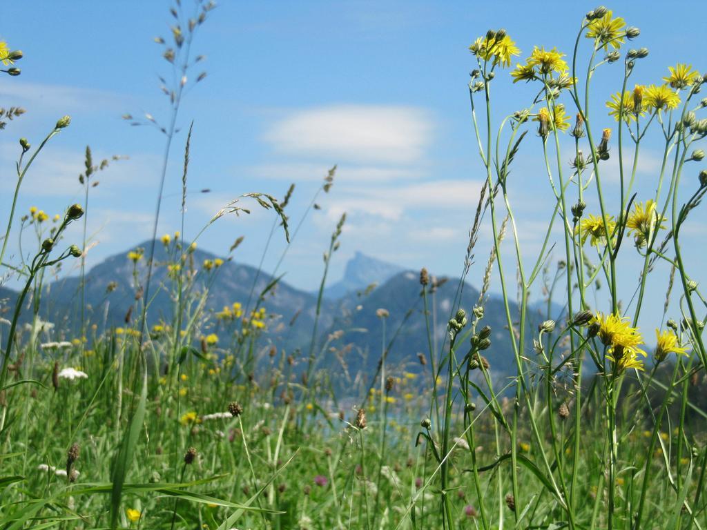 Bauernhof Unterhoefner Villa Hof bei Salzburg Esterno foto